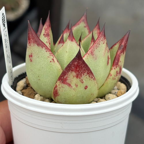 多肉植物【ヴァッションエボニー】抜き苗 多肉植物【ヴァッションエボニー】抜き苗