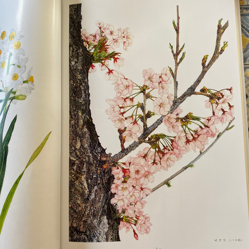 草花の植物画 Kyoko Suzuki 絵画 きょん 通販 18926131｜Creema