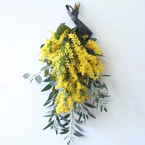 フレッシュミモザ（ギンヨウアカシア） 春をお届け♪ フレッシュミモザ