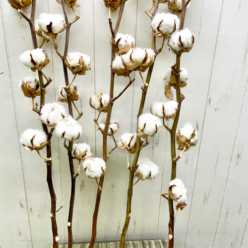 ウェルカムスペース コットンフラワー 綿の木 ドライフラワー 5本