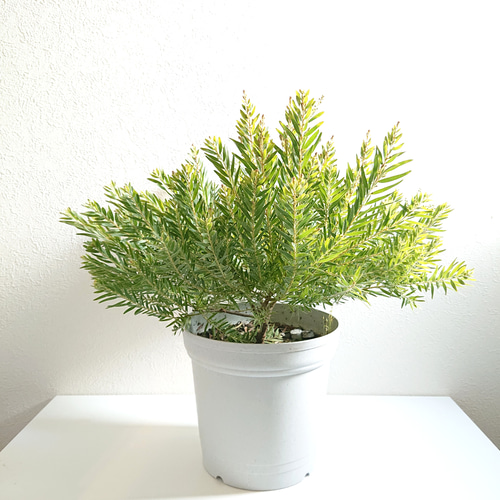 ○限定販売○新作○ 希少な大株低木・美樹形 ”ミモザの木