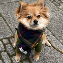 犬用マフラー ファミリア風 犬用マフラー ファミリア風 マフラー