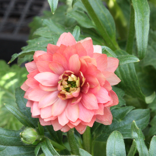 希少 ラナンキュラス ランドセルシリーズ『あずき』４号 ポット苗のままで発送♪ 希少 ラナンキュラス ランドセルシリーズ『あずき』4号 ポット苗の