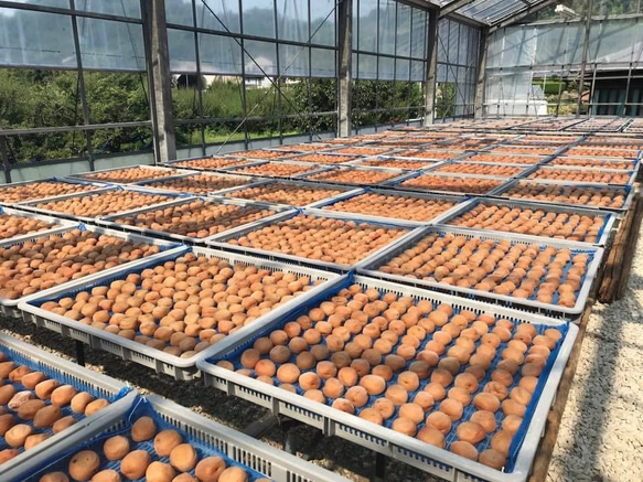 ☆春の福袋２０２５☆　無添加梅干し、無添加梅肉セット＋おまけ付き 6枚目の画像