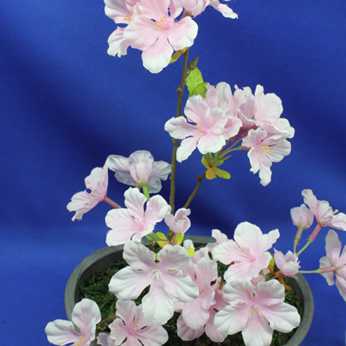 大島桜の盆栽：参 盆栽 Grandma Alice 通販 18928047｜Creema