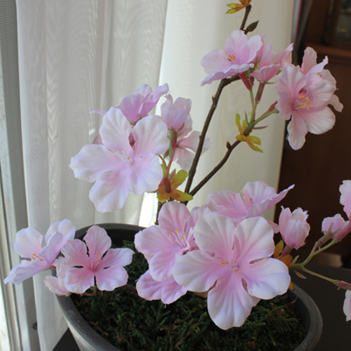 お盆セール　美品　らでんしだれ桜　文庫 折り鶴盆栽【しだれ桜盆栽】No.19 Amazon.co.jp: 遊恵盆栽 桜