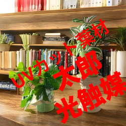 光触媒　人工観葉植物　ウォールグリーン　フェイクグリーン　オリーブ100 光触媒 人工観葉植物 ウォールグリーン フェイクグリーン