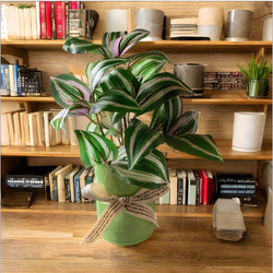 光触媒　人工観葉植物　ウォールグリーン　フェイクグリーン　ゼラニュームとトラカン 3枚目の画像