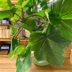 光触媒　人工観葉植物　ウォールグリーン　フェイクグリーン　ゼラニュームとトラカン 4枚目の画像