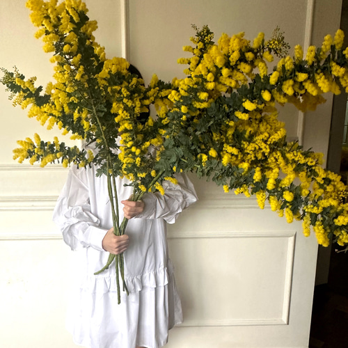 2026／3月下旬発送】迫力‼︎春いっぱいフレッシュmimosa Big 5本