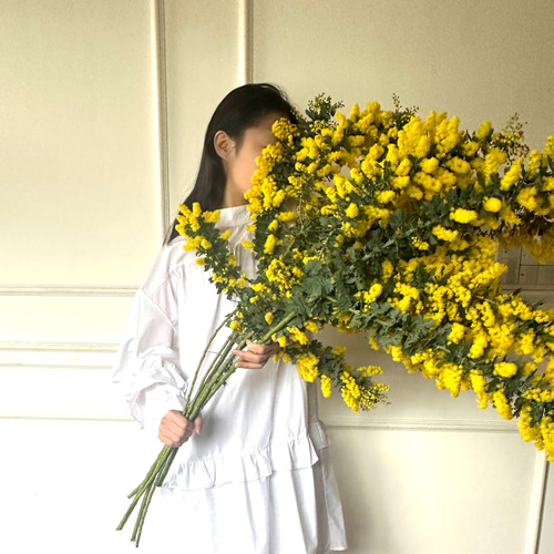 2025LAST‼︎】迫力‼︎春いっぱいフレッシュmimosa Big 1本 〜 20 2025LAST‼︎】迫力‼︎春いっぱいフレッシュmimosa Big 1本 〜 20