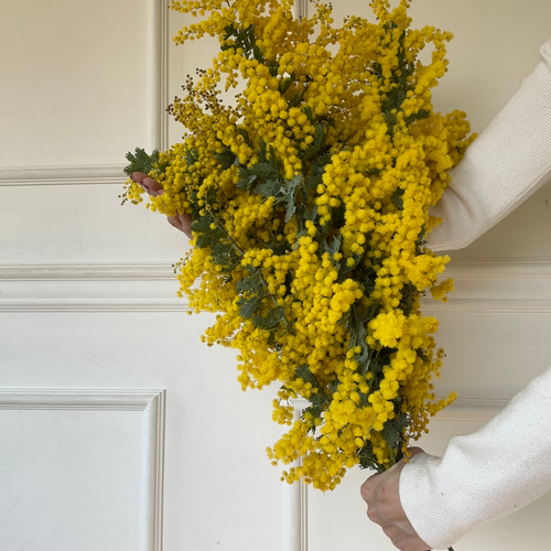 み様 専用ページフレッシュ ミモザ5 ☘2025年ミモザアカシアフレッシュ