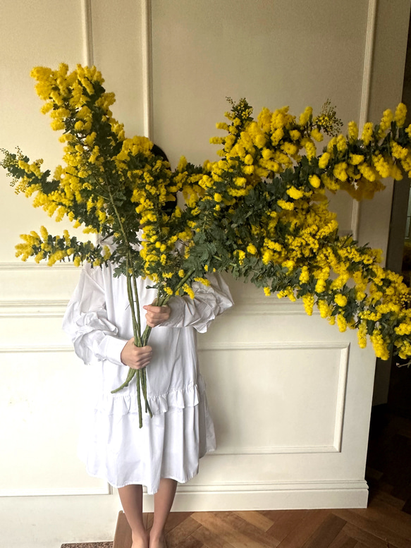 2025LAST‼︎】迫力‼︎春いっぱいフレッシュmimosa Big 1本 〜 20 2025LAST‼︎】迫力‼︎春いっぱいフレッシュmimosa Big 1本 〜 20