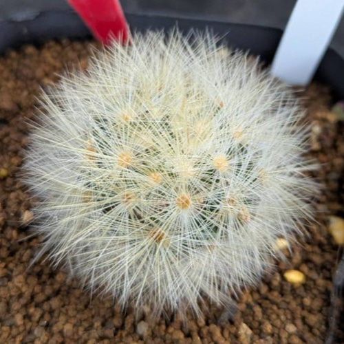 サボテンコレクション・マミラリア・ノビロ inわけけのお店 多肉