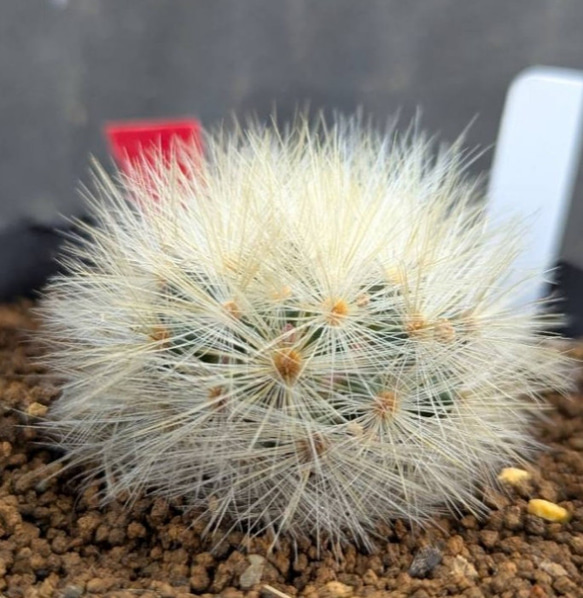サボテンコレクション・マミラリア・ノビロ inわけけのお店 多肉植物