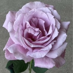 リコリス【 酔舞龍⠀】珍しい彼岸花 反り返る蕊と花びらのぐらで