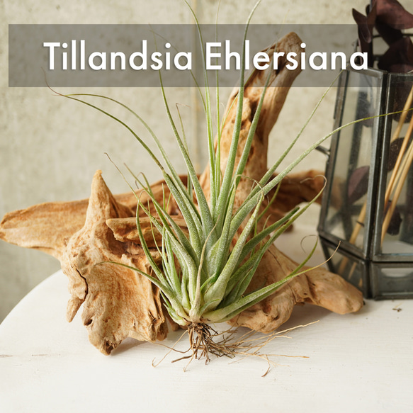 希少な大型つぼ型種！チランジア・エーレルシアナ◇ギフト グリーン