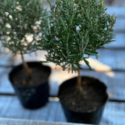 ローズマリー トピアリー仕立て 良い香り 可愛い ハーブ その他素材