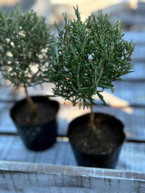 トビアリー仕立て ローズマリー　苗木 ハーブ 苗 ガーデニング 植木 アロマ トビアリー仕立て ローズマリー 苗木 ハーブ 苗 ガーデニング