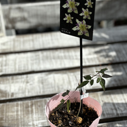 クレマチス＊ クレマファクトリーさん育種 9種 その他素材 Comu