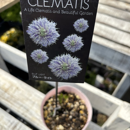クレマチス＊ クレマファクトリーさん育種 9種 その他素材 Comu