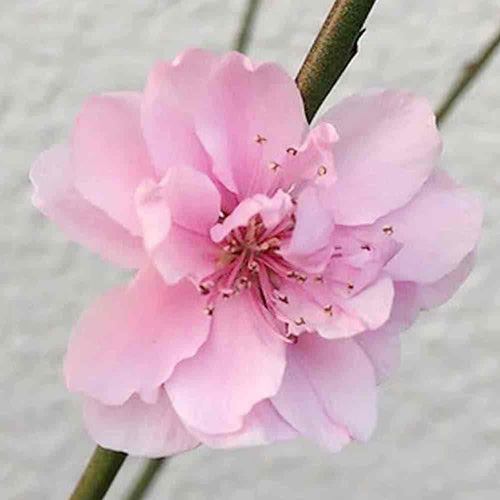現品販売 花木苗 花桃 宝塚小町4号高さ60cm 桃の花 八重咲き
