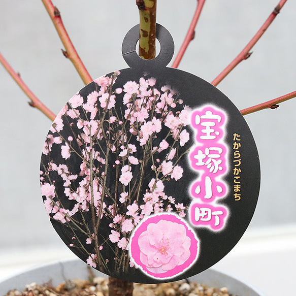 桃の花 y-hanabishi_hnb-v23089