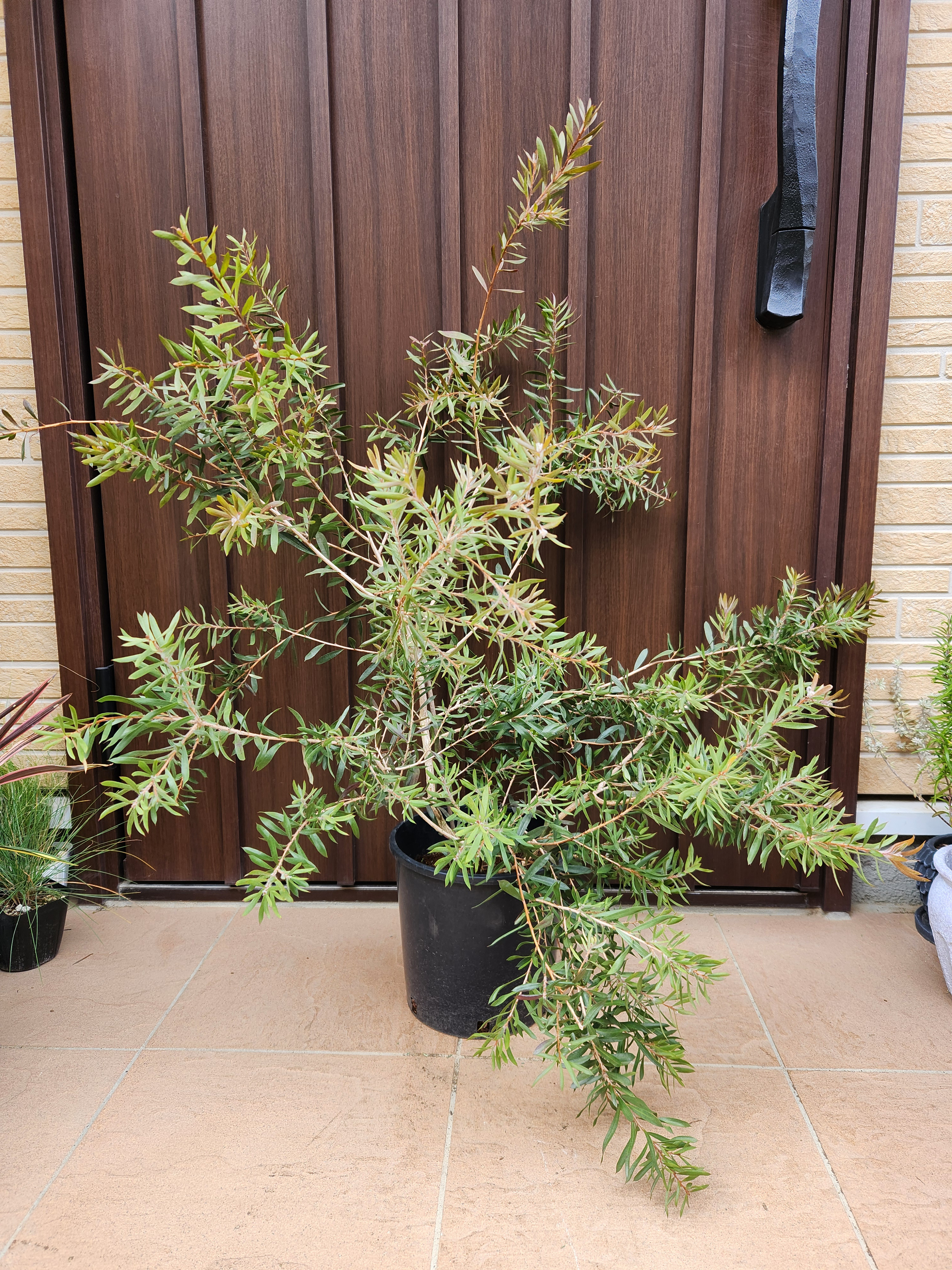 大きめ カリステモン スポットファイアー ポット苗 庭木 ブラシの木