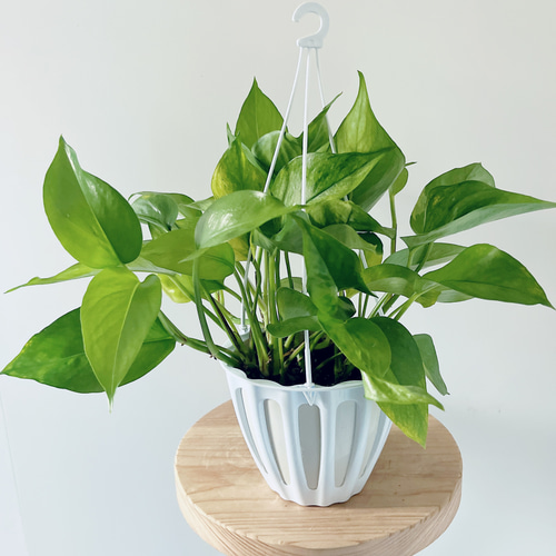 ポトステルノランコントル　カット発根済み 1葉っぱサイズ約13cm　1 ポトステルノランコントル カット発根済み 1葉っぱサイズ約13cm 1