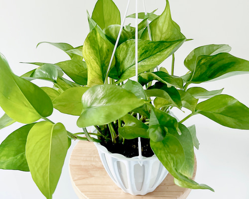 ポトステルノランコントル　カット発根済み 1葉っぱサイズ約13cm　1 ポトステルノランコントル カット発根済み 1葉っぱサイズ約13cm 1