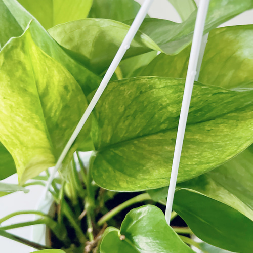 新品種】ポトス テルノランコントル ハンギング 観葉植物 calm cafe