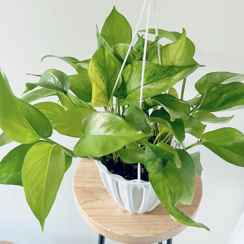 ポトステルノランコントル　カット発根済み 1葉っぱサイズ約13cm　1 ポトステルノランコントル カット発根済み 1葉っぱサイズ約13cm 1