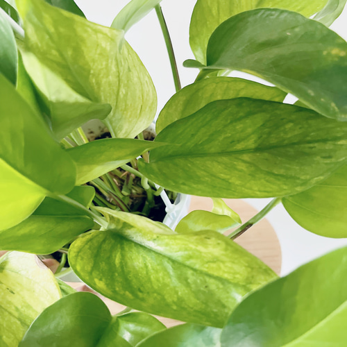 新品種】ポトス テルノランコントル ハンギング 観葉植物 calm cafe