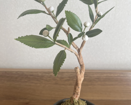 お茶の花 盆栽 Aki 通販 18933363｜Creema(クリーマ)