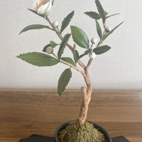お茶の花 盆栽 Aki 通販 18933363｜Creema(クリーマ)