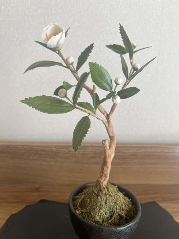 お茶の花 盆栽 Aki 通販 18933363｜Creema(クリーマ) ハンドメイド