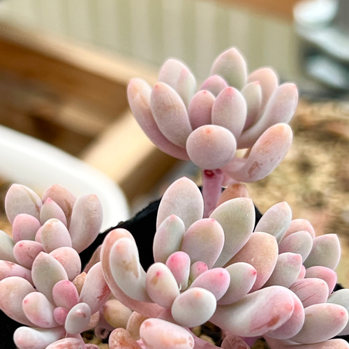 フーケリー＊パキフィツム＊多肉植物＊抜き苗 多肉植物 ＊N＊ 通販