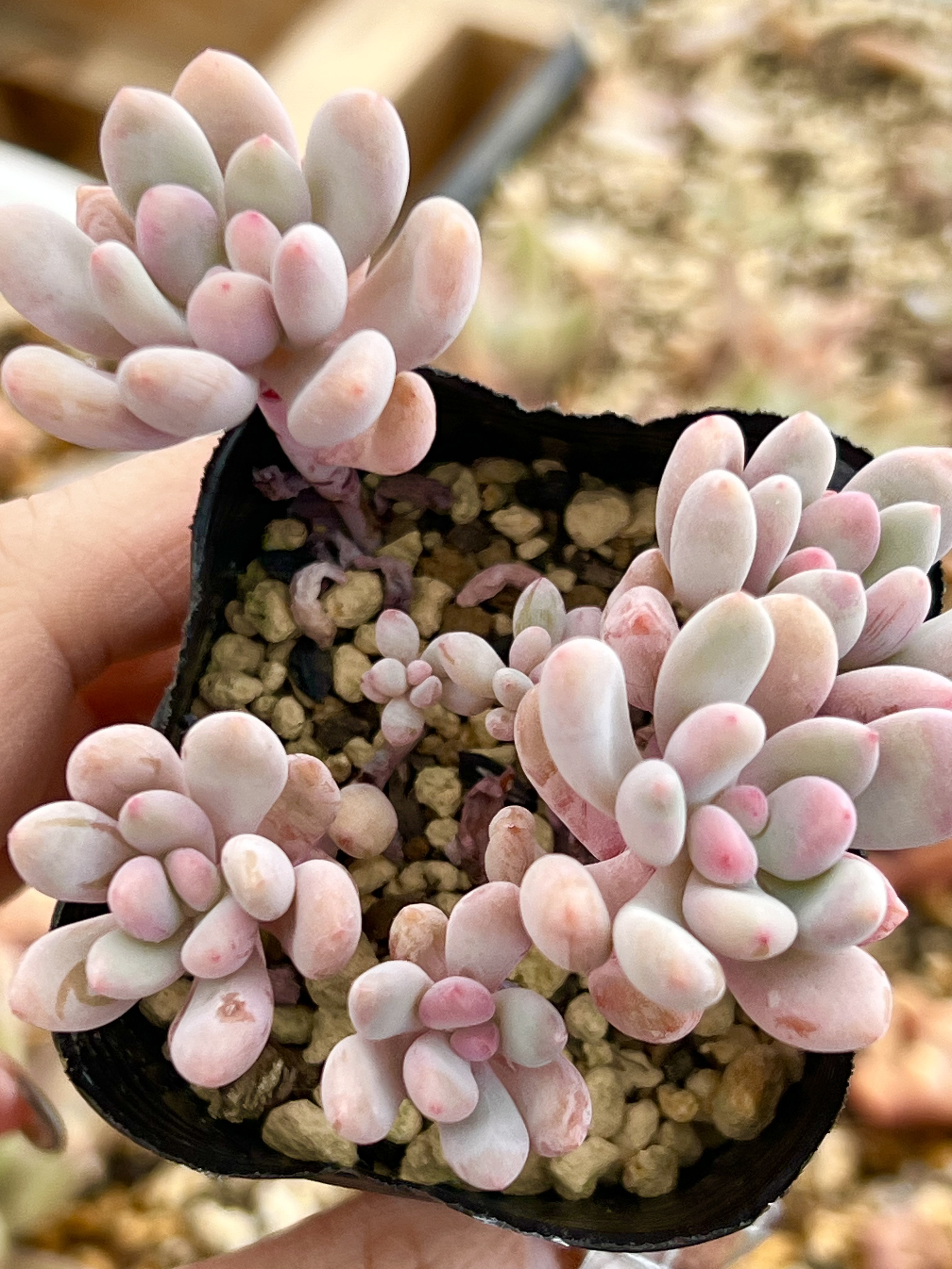 フーケリー＊パキフィツム＊多肉植物＊抜き苗 多肉植物 ＊N