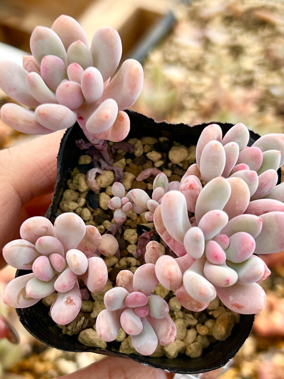 フーケリー＊パキフィツム＊多肉植物＊抜き苗 多肉植物 ＊N＊ 通販