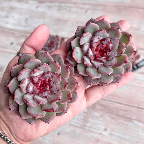 多肉植物　チェリーブロッサム　韓国苗 多肉植物 チェリーブロッサム 韓国苗 多肉植物 pariʚ