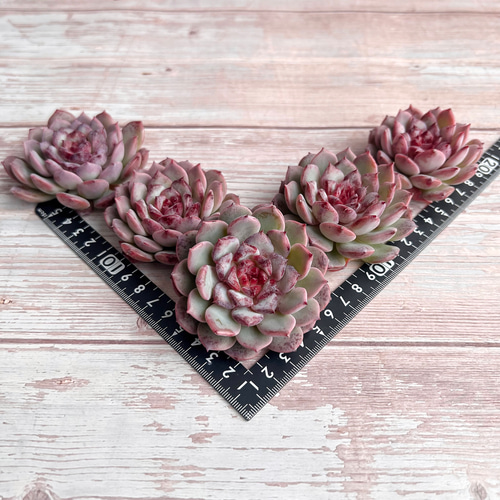 チェリー 多肉植物 チェリー 多肉植物 多肉植物