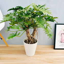 現品］【珍しい】19番 フィロデンドロン ジャイアントザナドゥ