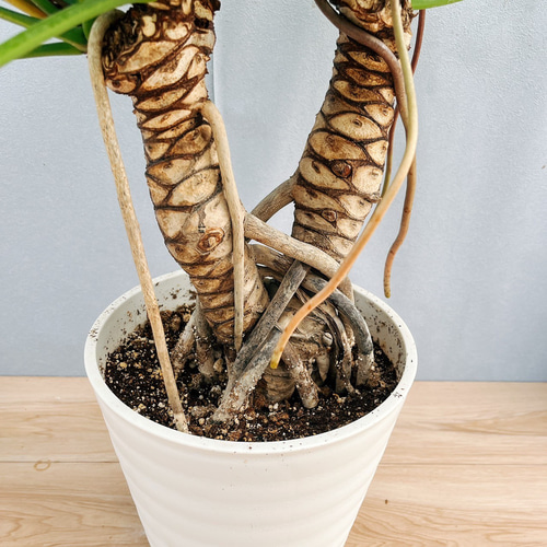 現品］【珍しい】19番 フィロデンドロン ジャイアントザナドゥ 幹