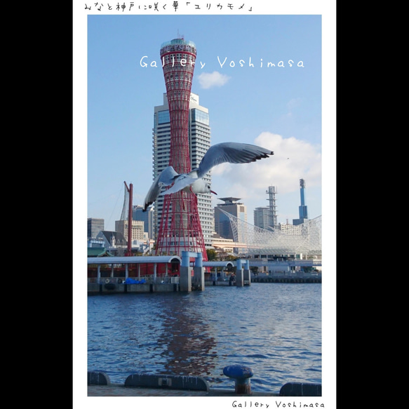 ポストカード３枚セット  みなと神戸に咲く華「ユリカモメ」風景写真  港町神戸 送料無料 3枚目の画像