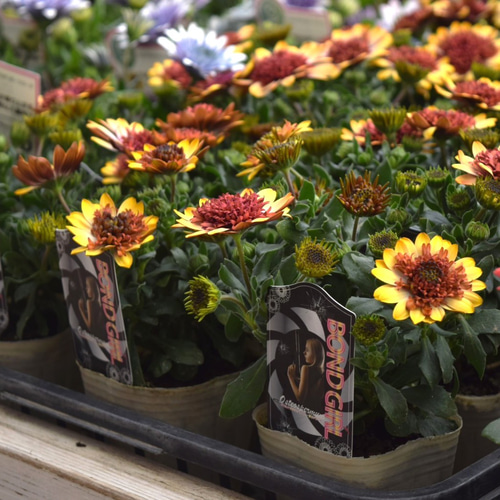 2025年最新品種 オステオスペルマム「ボンドガール」 花苗 花 苗