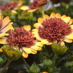 59bc22b10158cd8156e52dc7ce1cc1