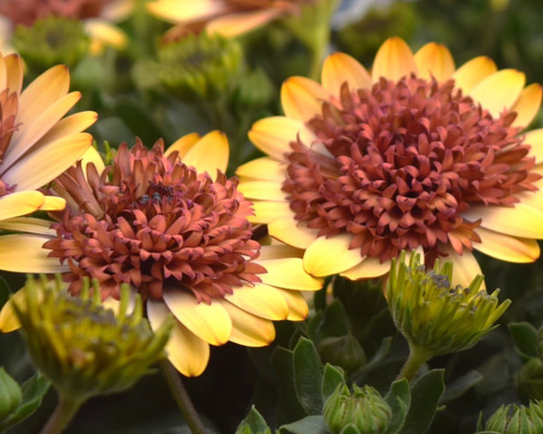 59bc22b10158cd8156e52dc7ce1cc1