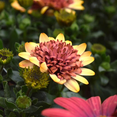 2025年最新品種 オステオスペルマム「ボンドガール」 花苗 花 苗