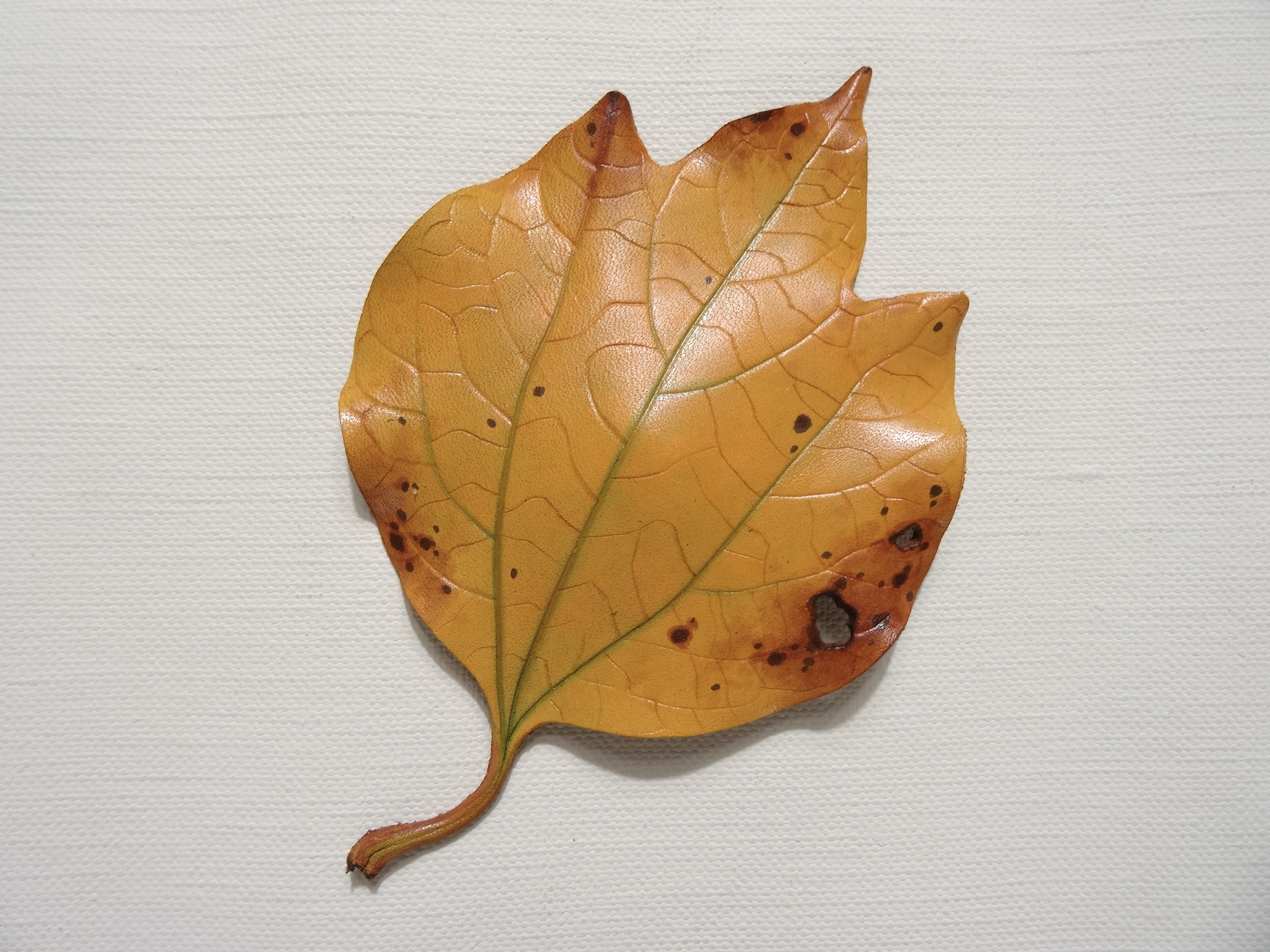 葉っぱのパッチン留め　ダンコウバイ