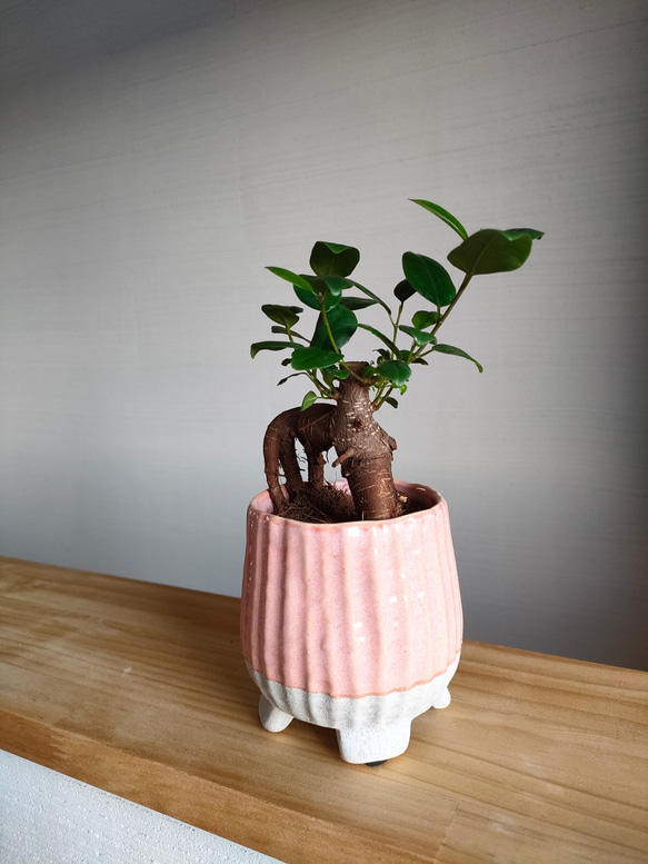 ４点セット/鉢カバー・小　素敵な陶器鉢　観葉植物ポット　ガーデニング　カラフルポット 3枚目の画像